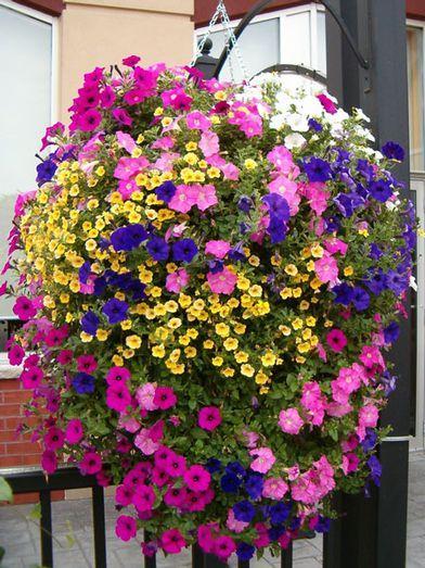 For flowering annuals, use an all-purpose plant food, such as a 5-10-5 or 10-10-10 formula.
