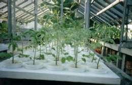 The plants were grown in a glasshouse with average day The root and shoots are then dried in oven at 105 C night temperature of 27/22 ± 1 C.