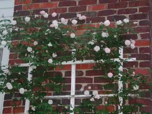 Trellis Photo credit: Marilyn Wellan Trellising or treillage of roses is an easy and can be economical way (if you build your own) to add