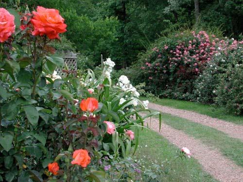 Hedge Photo credit: Marilyn Wellan Old roses and large shrub roses can make