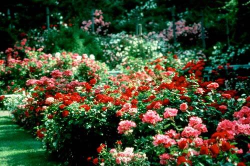 Design Tips, Ideas Combining Colors your preference Photo credit: Norman Winter Introduction to Growing and Enjoying Roses The American Rose Society Gulf District and Mississippi State University