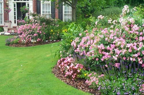 Photo credit: Steve Fenner Mixed border of perennials and shrub roses mainly pastels (pink).