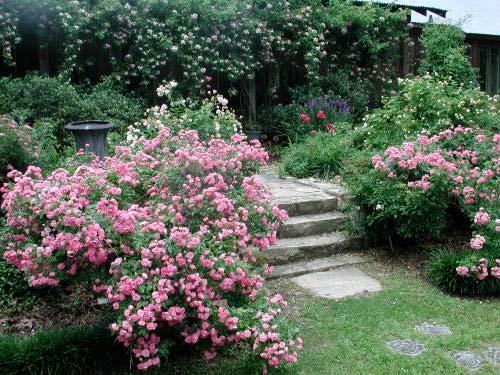 Accent Gartendirektor Otto Linn Photo credit: Marilyn Wellan Some landscape designers use the term accent and specimen interchangeably to describe certain plants that are so dramatic and eye-catching