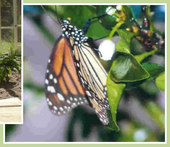 The main garden features Florida Native Butterfly plants, while the