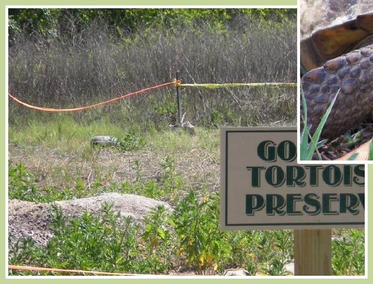 Gopher Tortoises The BNP is home to over 24 active