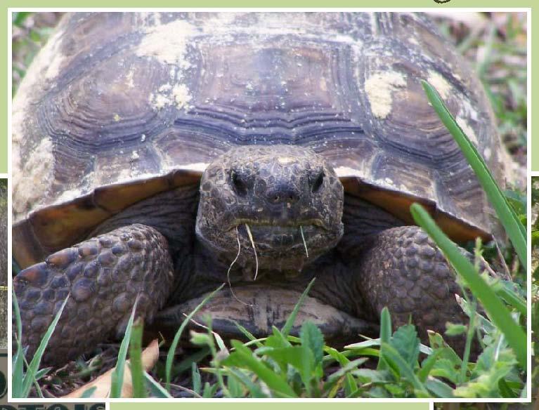 The Gopher Tortoise is currently classified as a