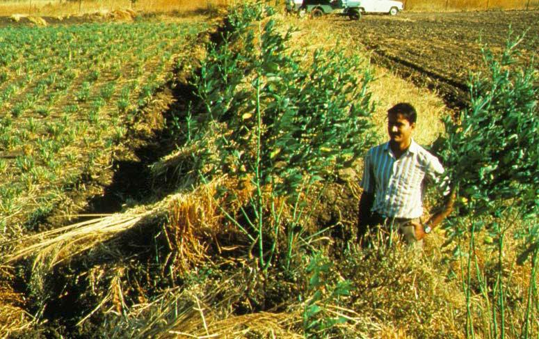 The vetiver hedge is not effected at all by the gilgai movement of the Vertisol as the hegde moves with the soil, there was no ponding of runoff and the yield of cotton