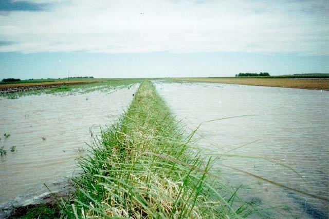 Photo BB47 Shows a vetiver hedge in the Darling Downs Australia containing a massive runoff event, taking the power out of it, the hedge