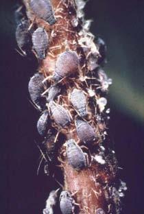 They feed in colonies, so where there s one, there s definitely more. Aphid feeding can cause leaves to curl and become deformed.