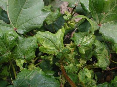 Many species prefer the underside of leaves, so look there first. Ants are usually present where aphids are, so if there are ants in the garden, there are probably aphids as well.