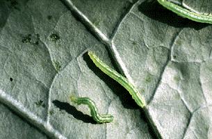 If you will be growing cabbage, broccoli, or cauliflower, you could have cabbage loopers. These pests are light green in color with white stripes running down their back.