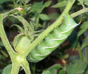 Hornworm damage usually begins to occur in midsummer and continues throughout the remainder of the growing season.