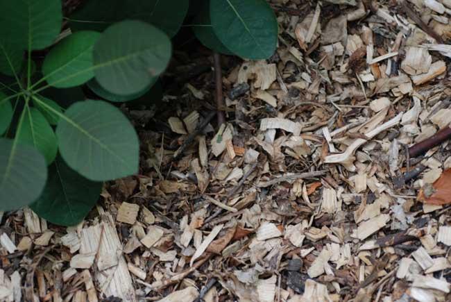Pest prevention Mulch Cover garden soil with a 2