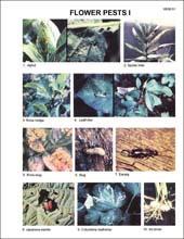 50 per bundle (Sold only in bundles of 25) X698.01 Flower Pests I X698.05 Houseplant Pests I X698.