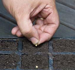 Nurture > Seed Sowing > How to sow seeds outdoors Facts Here are some examples of sowing small, medium and large seeds Small seeds: carrots,