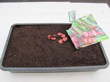 trays or pots with seed compost