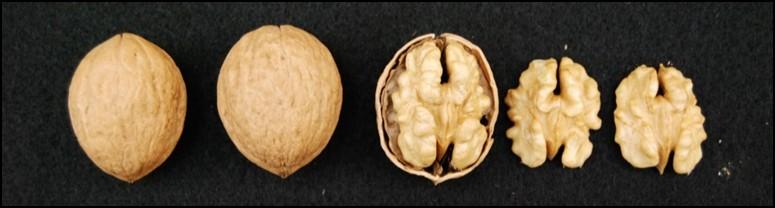New walnut variety Durham released Chuck Leslie, UC Davis Walnut Improvement Program, Dept. of Plant Sciences The UC Davis Walnut Breeding Program has recently released a new walnut variety, Durham.