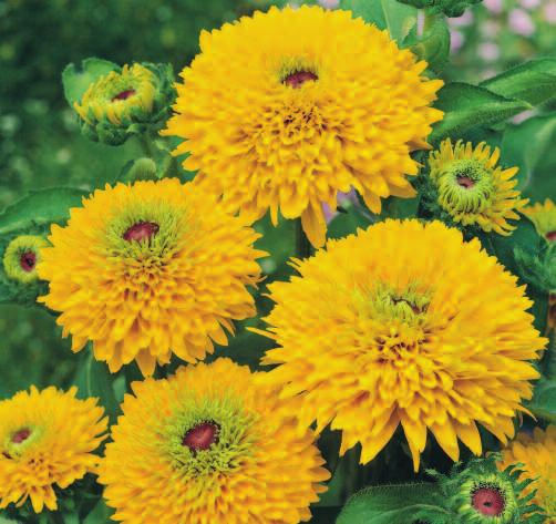 as the world s leading rudbeckia hirta breeder, Benary s accomplishments have been rewarded with numerous international awards.