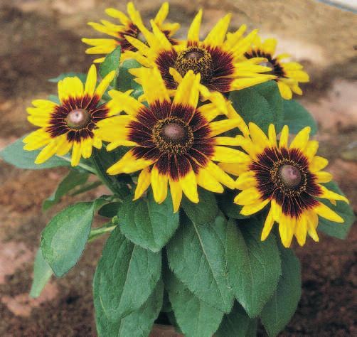 rudbeckia from Benary are well known and proven performers. numerous awards around the world have been given to this long day plant.