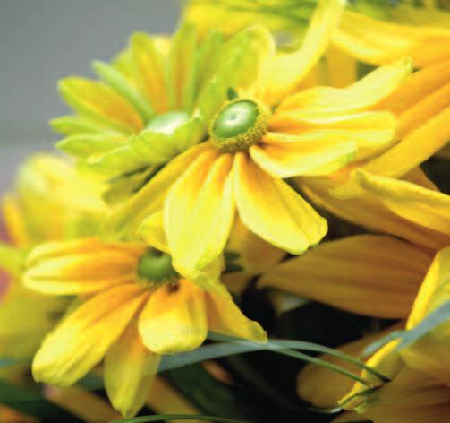Strong, dense flower stems ensure that Denver DaiSY will not flop or fall over in adverse weather conditions.