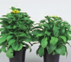 Rudbeckia Research: Exploring Flower Initiation and Crop Habit research on Benary s rudbeckia varieties has shown how day length manipulation can be utilized to achieve optimum plant quality and