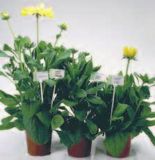 Plants that receive 14 hours of light initiate flowers and have stem lengths characteristic to the varieties natural height.