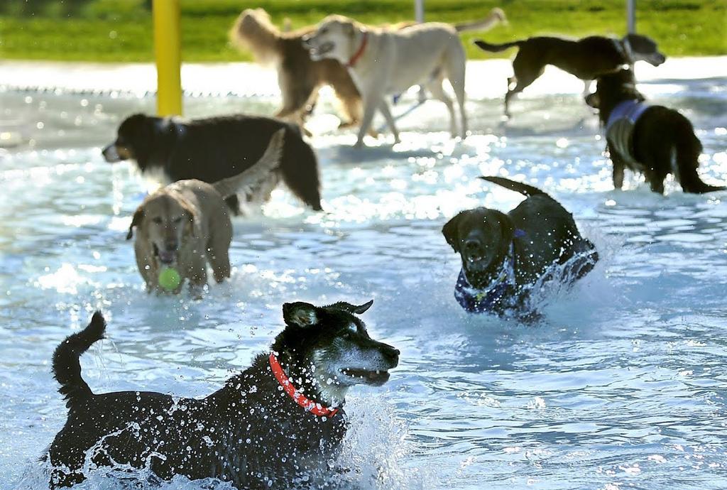 Pooch pool party at Stewart Heights Pool are offered for all ages at community centers, swimming pools, and other recreational facilities.