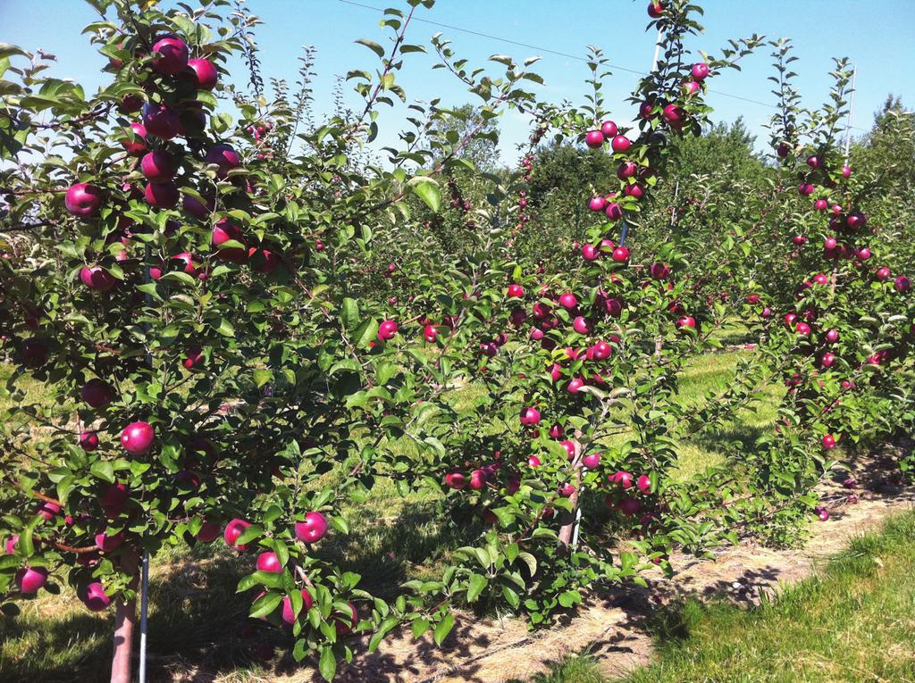 Terence Robinson of Cornell University, is often espousing the tall-spindle apple orchard as the way to fabulous riches (Figure 5) for the progressive