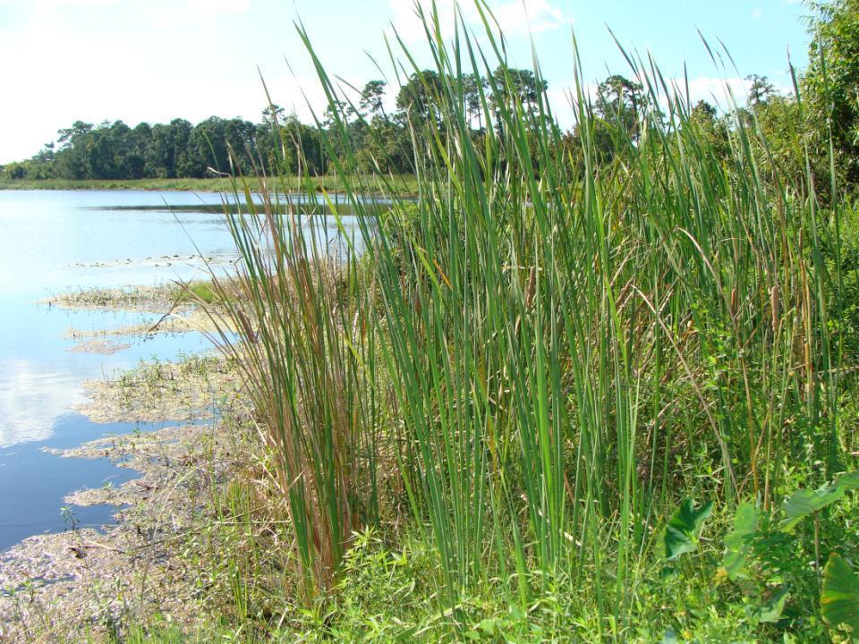 Pond Edge Plant Selection Ability to survive prolonged wet conditions Ability to survive prolonged