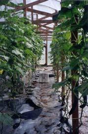 ) Long Season (April 1 to December 31) Greenhouse Cucumber Production Cropping Systems Approach 1