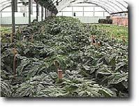Greenhouse Tomato Budgets Greenhouse Tomato Production New 24 X 96 GH plus Labor and Equipment Total Price $16,335 Depreciated $1,914 / year Annual Production Costs $9,581 Operating $6,620 Capital