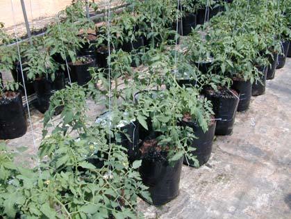 Irrigation Growing Media / Containers When first transplanted, tomatoes require about 1 in. of water / A / week.