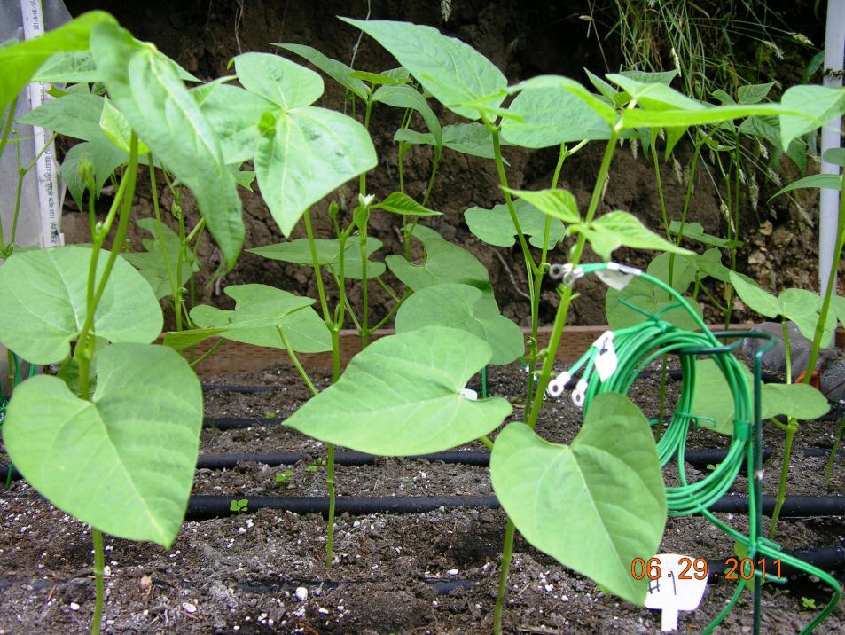 Beans growth was monitored during the growing cycle