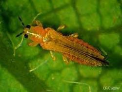 3. Thrips