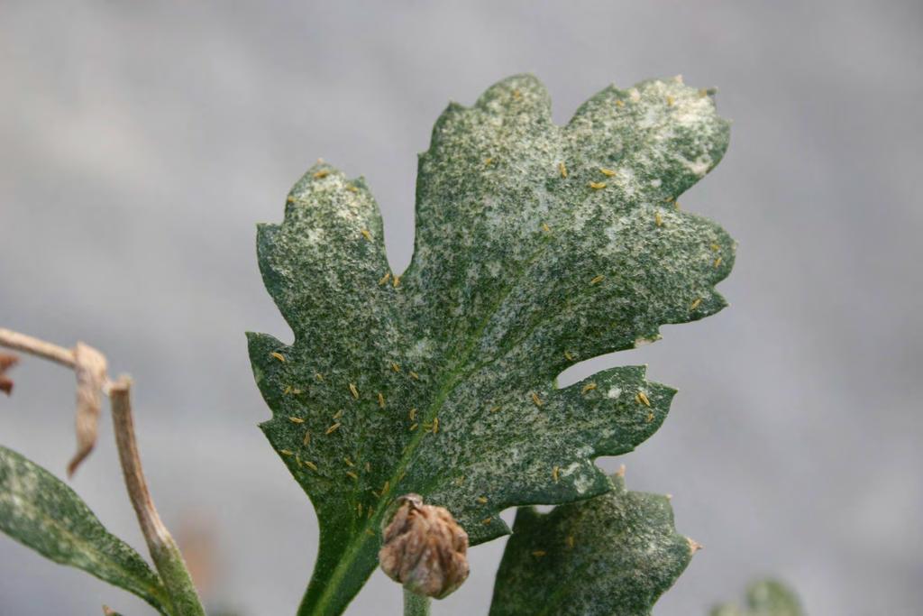 Stippling of foliage from thrips