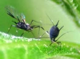 4. Aphids