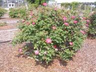 Knock Out - Pros/Cons Low susceptibility to black spot High susceptibility to Cercospora leaf spot Intermediate susceptibility to chilli thrips Continuous flowers; good cut A true shrub type rose; 4