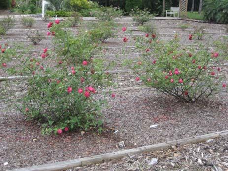12 Rose Varieties 6 replicates of each 6 Modern Roses Knock Out * Shrub Home Run Shrub Belinda s