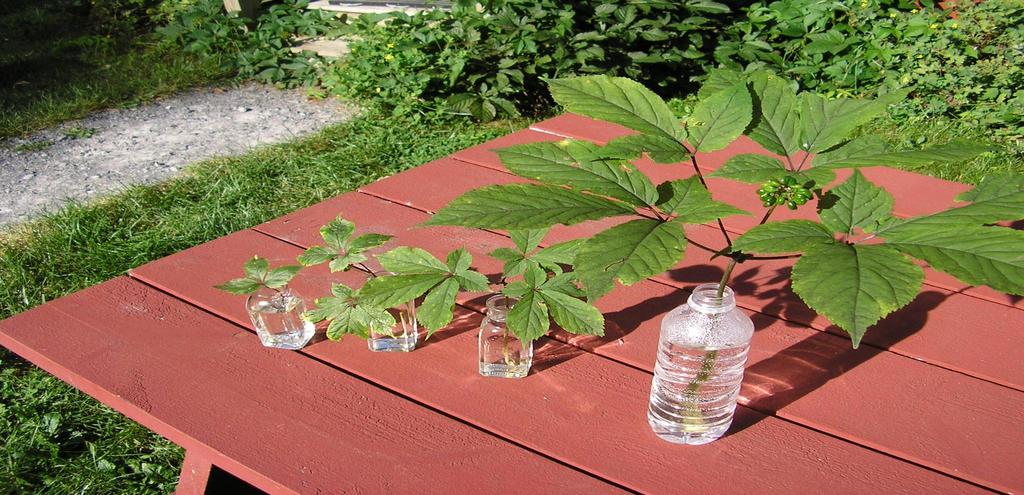 Ginseng plants grow slowly and