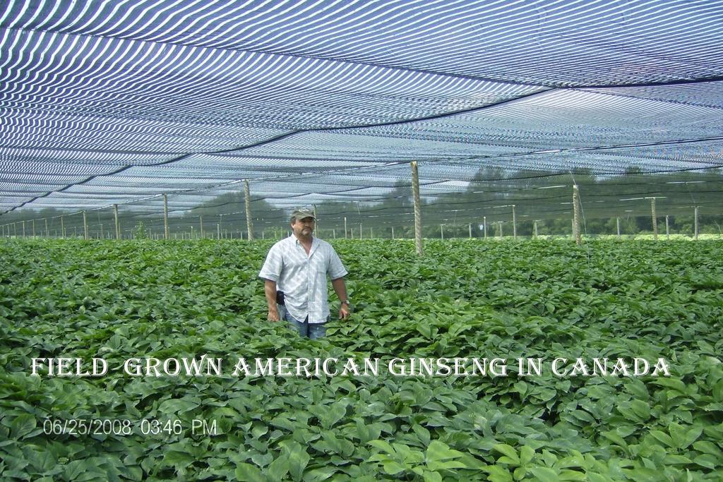 95% of all Cultivated Ginseng is grown in