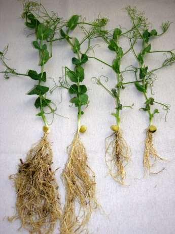 Peas and lentil do not like wet feet A pea or lentil plant in wet soil is a stressed plant even without presence of pathogen