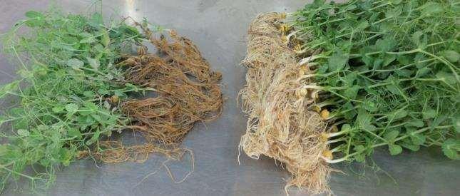 Aphanomyces infected vs healthy roots Photo