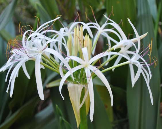 Natural Geographic Distribution The crinum lily, Crinum asiaticum, is native to tropical Southeast Asia.