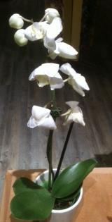 How to Avoid Ethylene Problems Buy treated flowers. Don t over peel guard petals on roses. Clean cuts, no ragged edges.