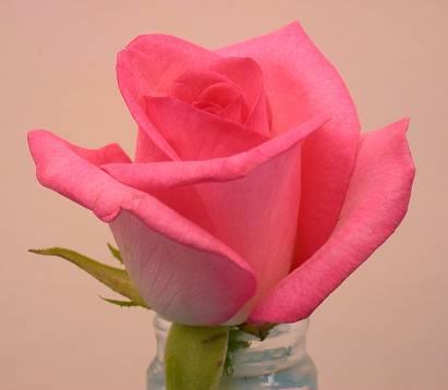 Pink rose respiration (ml CO2/ kg/ hr) 400 350 300 250 200 150 100 50 0 y = 31.504e 0.083x R 2 = 0.9536 0 5 10 15 20 25 30 Temperature (ºC) 7.
