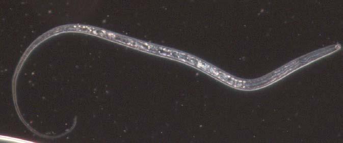 Meloidogyne spp, the root-knot nematode Juveniles are