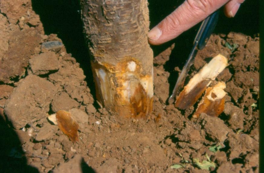 Specific Challenges Phytophthora