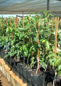 nursery bags to grow through to a saleable size: left making and fertilising the