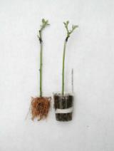 This comparison clearly illustrated the differences in response between physiologically juvenile and mature plant tissues with respect to their rooting ability.