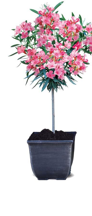 OLEANDER In order to ensure that your Oleander plants have the best possible chance of flowering, you need to plant them in the hottest, sunniest part of your garden they are from a much